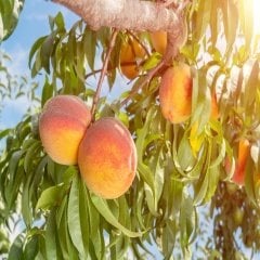Tüplü Aromatik Hale Şeftali Fidanı