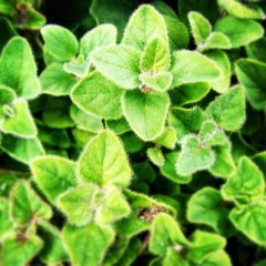 Mercanköşk(Origanum majorana)  Tohumu (200 tohum)