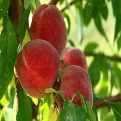 Tüplü Yüksek Verimli Spring Crest Şeftali Fidanı