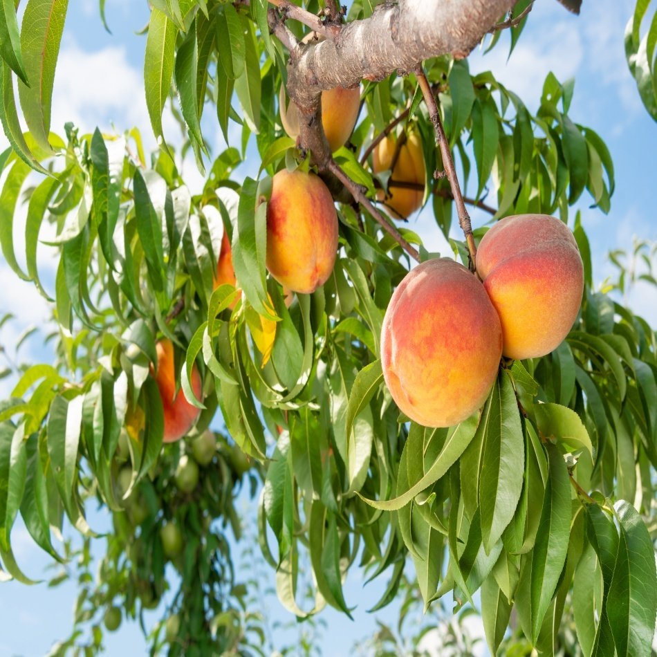 Tüplü Kendine Verimli Spring Bella Şeftali Fidanı
