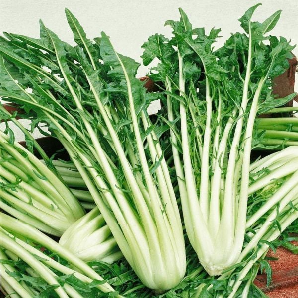 İtalyan Mutfağına Özgü Geleneksel Catalogna Emerald Endive Tohumu (50 tohum)