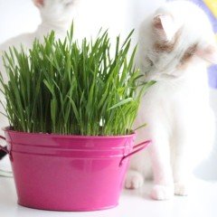 Kedi Otu Tohumu (75 tohum)
