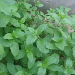 Spearmint Nane Tohumu (200 tohum)