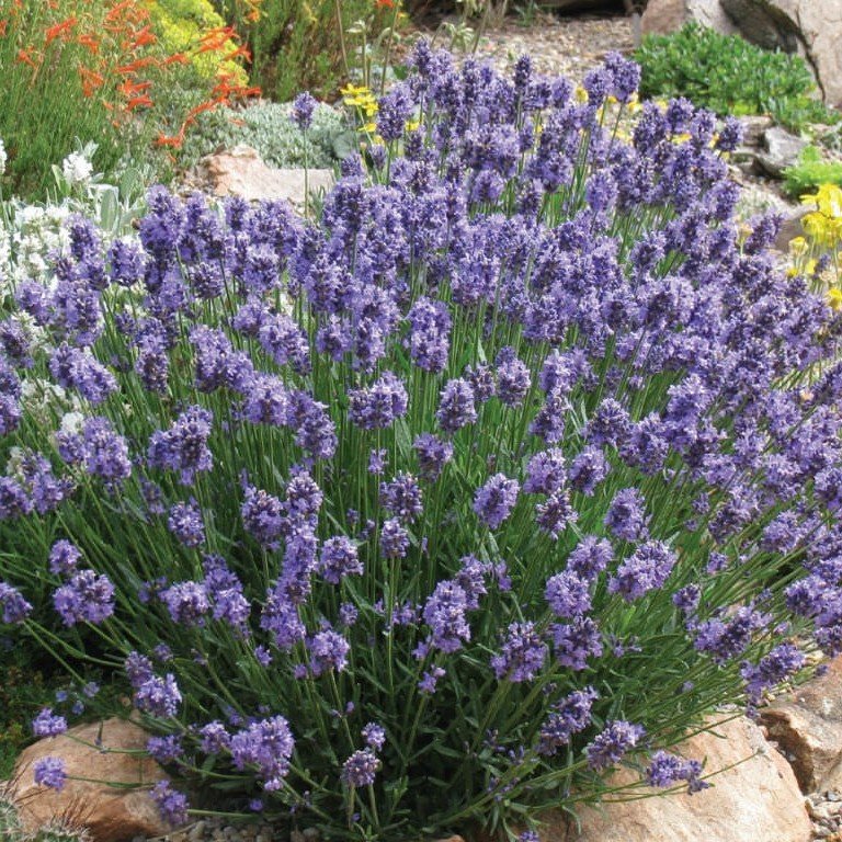 Mavi Hidcote Lavanta Tohumu (100 tohum)
