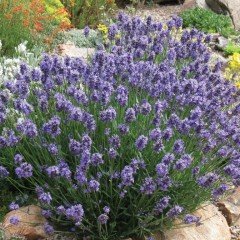 Mavi Hidcote Lavanta Tohumu (100 tohum)