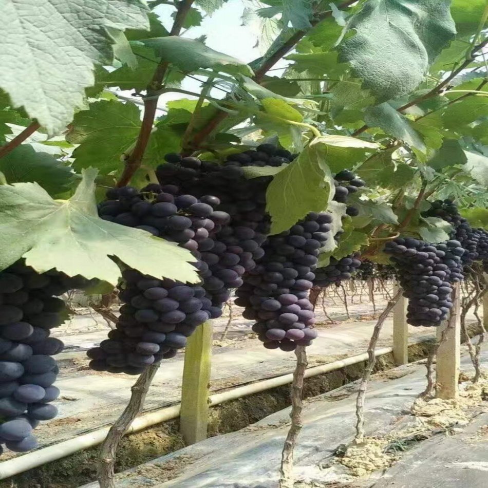 Tüplü İnce Kabuklu Tekirdağ 2B56 Üzüm Fidanı