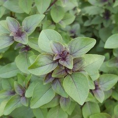 Tarçın Kokulu Aromatik Fesleğen Tohumu (250 tohum)