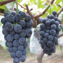 Tüplü Şaraplık Alicantepe Bousche Üzüm Fidanı