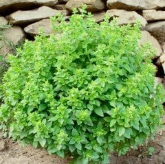 Aromatik Limon Kokulu Fesleğen Tohumu (250 tohum)