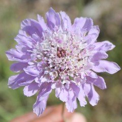 Lila Renkli Scabiosa Çiçeği(Uyuz Otu) Tohumu(20 tohum)