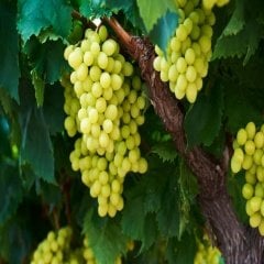 Tüplü Az Çekirdekli Victoria Üzüm Fidanı