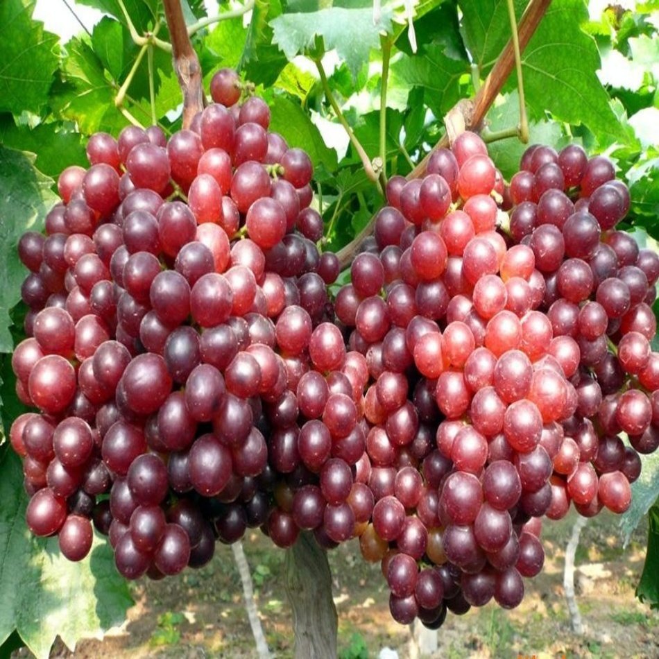 Tüplü Büyük Taneli Silifke Ceviz Üzüm Fidanı