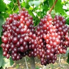 Tüplü Büyük Taneli Silifke Ceviz Üzüm Fidanı