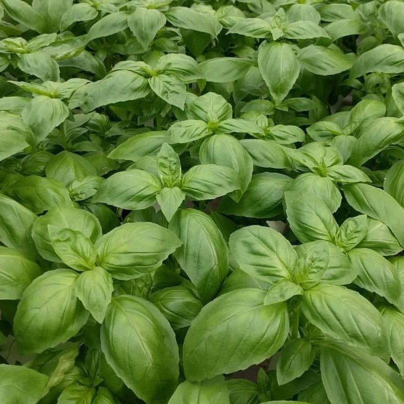 Dogal Green Geniş Yapraklı Aromatik Fesleğen Tohumu (50 tohum)