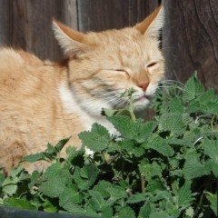 Doğal Catnip Kedi Nanesi Tohumu ( 100 tohum )