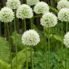 Beyaz Dünya Everest Allium Soğanı (2 Adet)