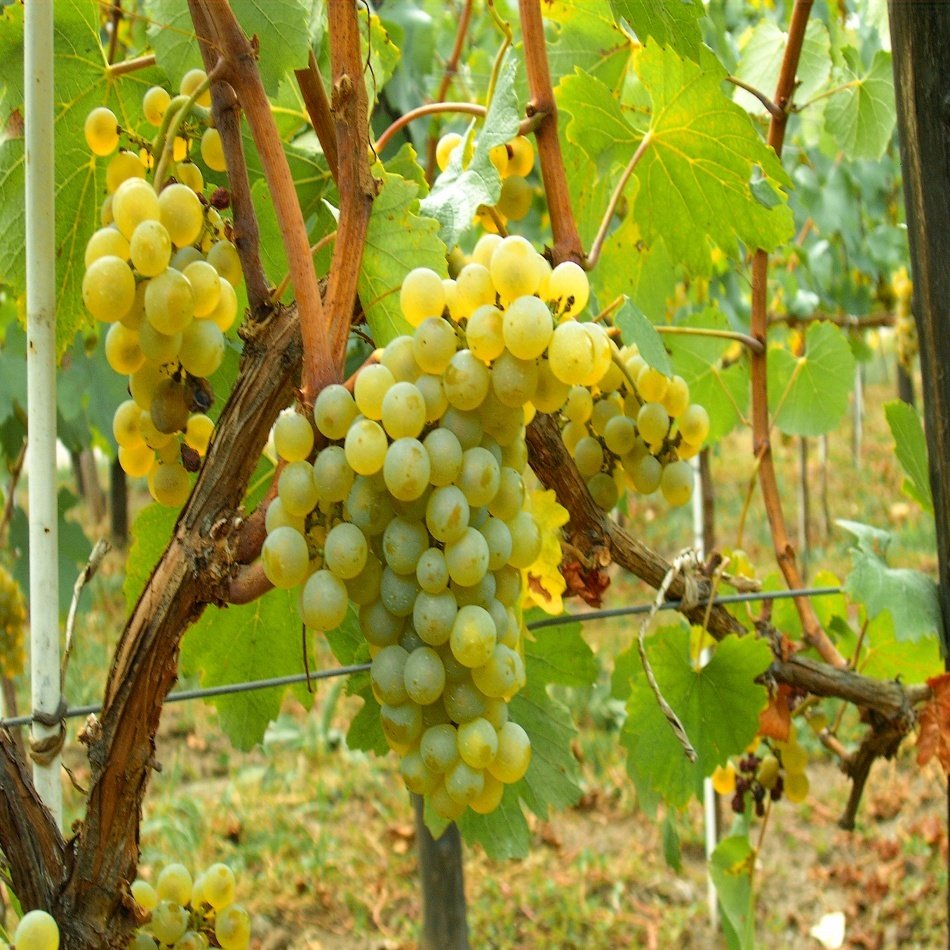 Tüplü Büyük Meyveli Chardonnay Üzüm Fidanı