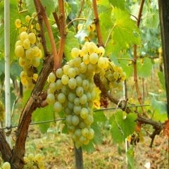 Tüplü Büyük Meyveli Chardonnay Üzüm Fidanı