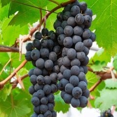 Tüplü Kırmızı Şaraplık Syrah Üzüm Fidanı
