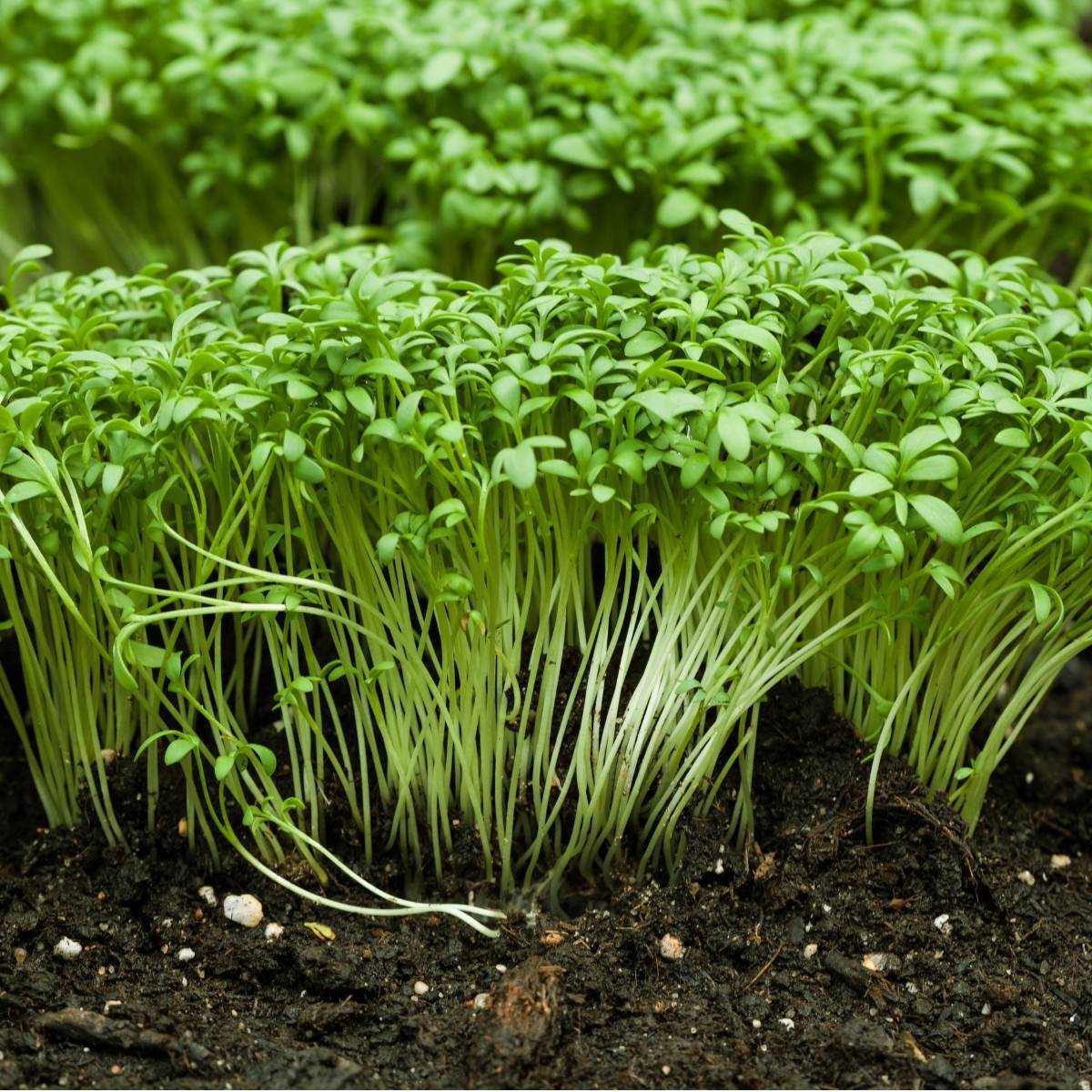 Bahçe Teresi(Garden Cress) Tohumu(100 tohum)