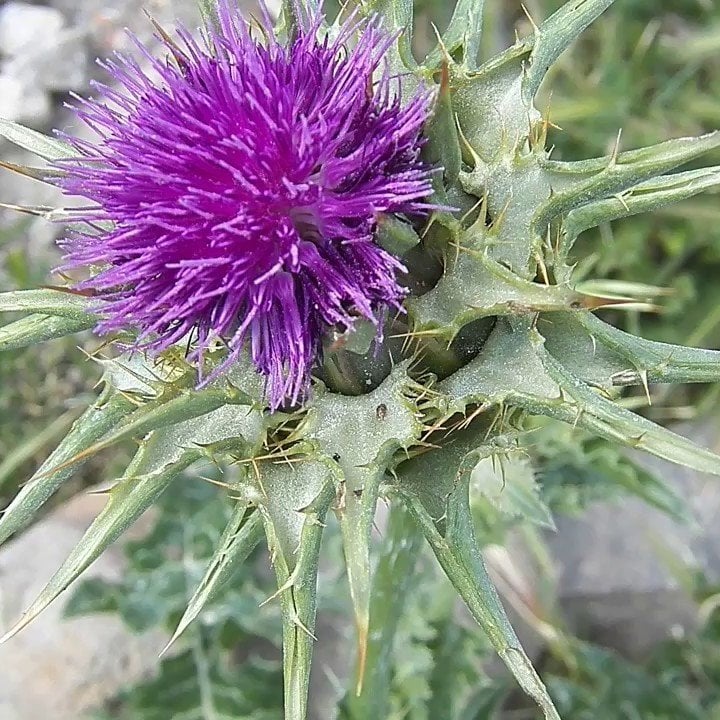 Kenger Otu(Cynara Cardunculus) Tohumu(5 tohum)