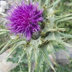 Kenger Otu(Cynara Cardunculus) Tohumu(5 tohum)