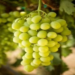 Tüplü Aromalı Narince Üzüm Fidanı