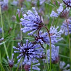 İnce Otu(Asperula Orientalis Blue Surprise) Tohumu(20 tohum)