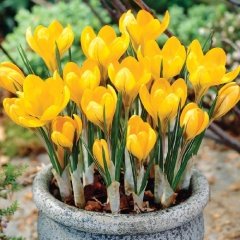 Büyüleyici Dorothy Yellow (Sarı) Çiğdem Soğanı (5 Adet)