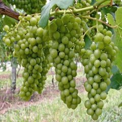 Tüplü Sauvignon Blanc Üzüm Fidanı