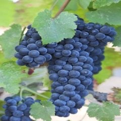 Tüplü Black Merlot Üzüm Fidanı