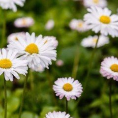 Doğal Aromatik Sarı Papatya Çiçeği Tohumu(100 tohum)