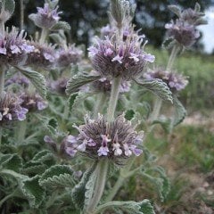 Horehound Marrubium Vulgare Bitkisi Tohumu(100 tohum)