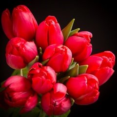 Kırmızı Strawberry İce Lale Soğanı (5 Adet)