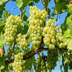 Tüplü Verimli Yalova İncisi Üzüm Fidanı