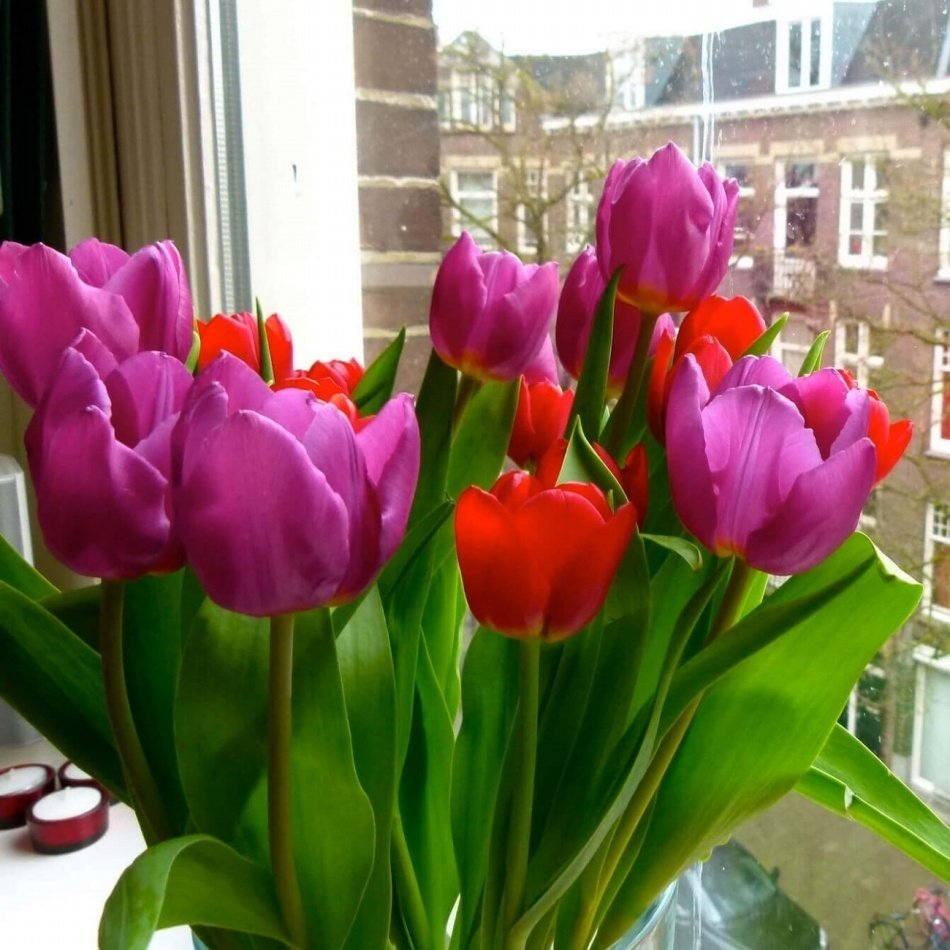 Cam Güzeli Holland Beauty Lale Soğanı (5 Adet)