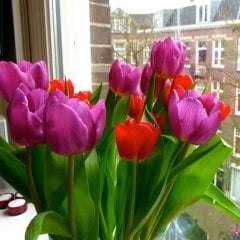 Cam Güzeli Holland Beauty Lale Soğanı (5 Adet)
