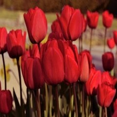 Hollandia Kırmızı Lale Soğanı (5 Adet)