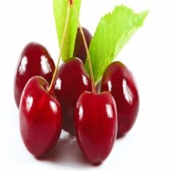 Tüplü Hızlı Gelişen Rubin Van Weichesel Vişne Fidanı