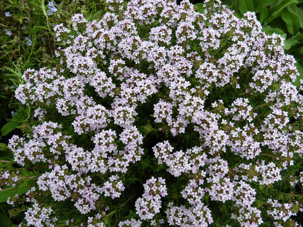 Büyük Diş Otu(Yalancı Diş Otu)Ammi Majus Çiçeği Tohumu(20 tohum)