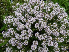 Büyük Diş Otu(Yalancı Diş Otu)Ammi Majus Çiçeği Tohumu(20 tohum)