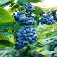 Tüplü Hızlı Gelişen Sharp Blue Yaban Mersini  Fidanı
