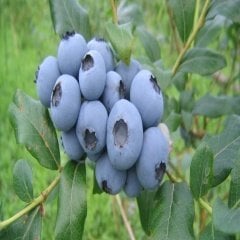 Tüplü Aromalı Legacy Yaban Mersini  Fidanı