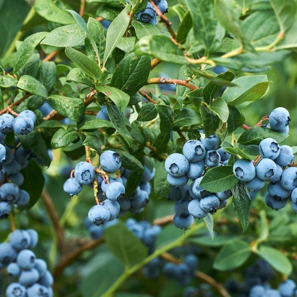 Tüplü Blue Gold Yaban Mersini  Fidanı