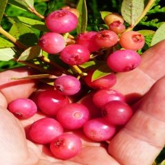 Tüplü Nadir Çeşit Pink Lemonede Yaban Mersini  Fidanı