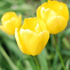 Yellow Golden Apeldoorn Lale Soğanı (5 Adet)