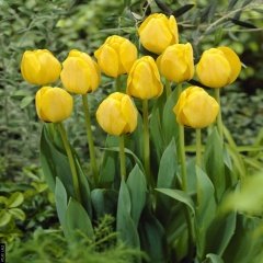 Yellow Golden Apeldoorn Lale Soğanı (5 Adet)
