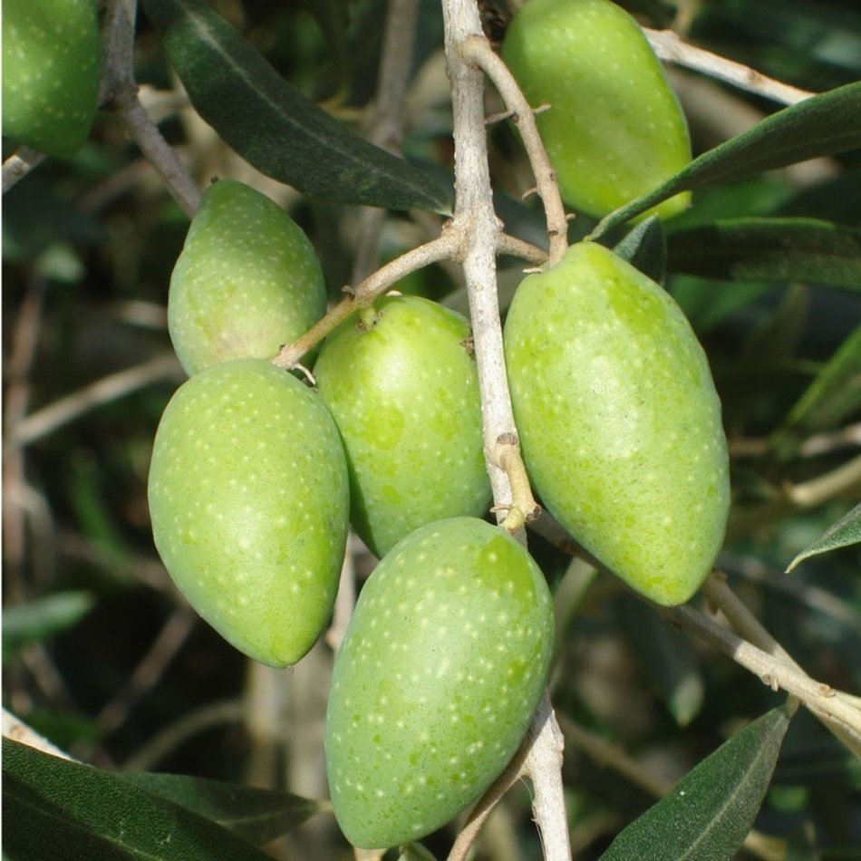 Tüplü Memecik Zeytin Fidanı