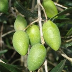 Tüplü Memecik Zeytin Fidanı
