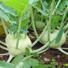 Doğal Yeşil Kohlrabi(Alabaş) Tohumu (20 Tohum)